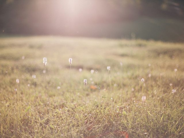 Stratégies efficaces pour gérer les allergies estivales