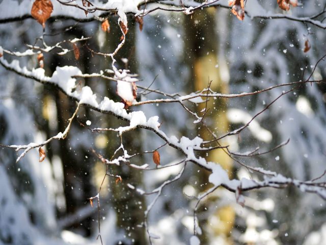 Préparez-vous : Comment lutter efficacement contre les allergies hivernales ?
