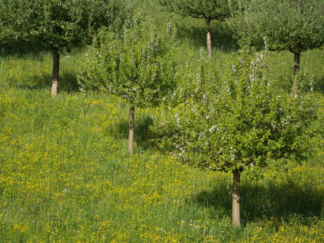 Dès le printemps, comment prévenir les allergies saisonnières efficacement