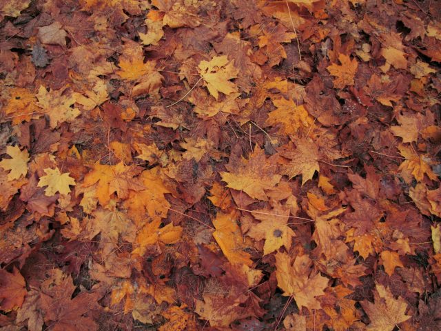 Stratégies pour prévenir les allergies saisonnières en automne